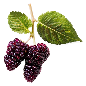 Inviting Loganberry PNG Rwi