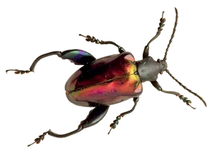 Iridescent Beetle Specimen