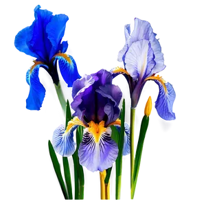 Iris Flower Bush PNG 60