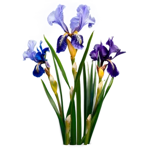 Iris Flower Bush PNG Clc37 PNG