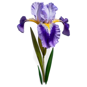 Iris Flower Decal Design PNG 06272024 PNG