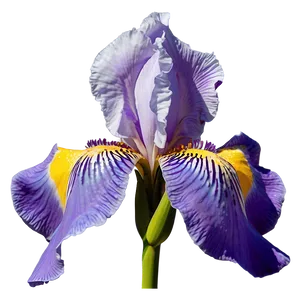 Iris Flower Decal Design PNG 92 PNG