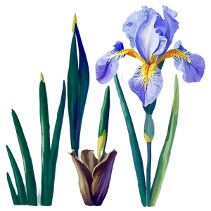 Iris Flower Transparent PNG 05252024 PNG