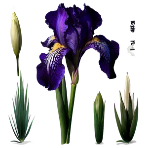 Iris Flower Transparent PNG Crv PNG