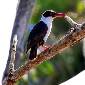 Island Bird Watching Heaven Png Knr81 PNG image