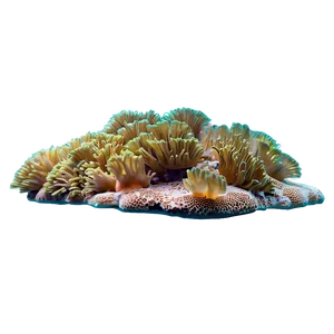 Island Coral Reef Underwater Png 82 PNG image