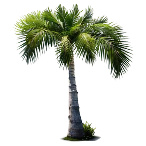 Island Palm Trees Png Kch31 PNG image