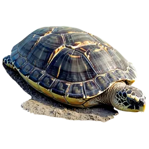 Island Sea Turtle Nest Png Rlb54 PNG image