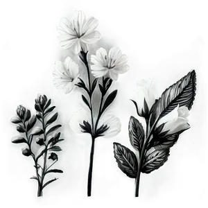 Isolated Black And White Flowers PNG 80 PNG