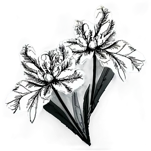Isolated Black And White Flowers PNG 90 PNG
