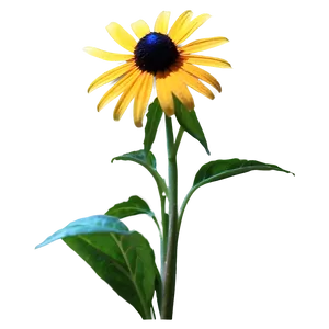 Isolated Black Eyed Susan Flower PNG Bhs