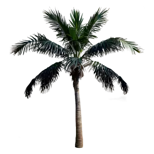 Isolated Black Palm Tree Png Bdc32 PNG image