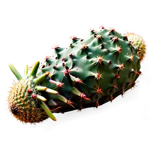 Isolated Cactus Specimen PNG Joi9 PNG