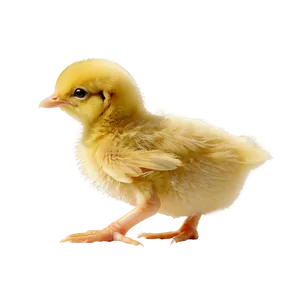 Isolated Chick PNG Egq PNG