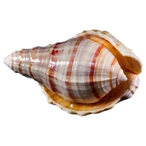 Isolated Conch Shell Image Png 06132024 PNG image