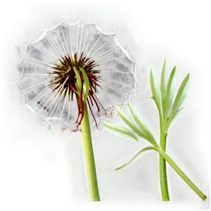 Isolated Dandelion PNG 11