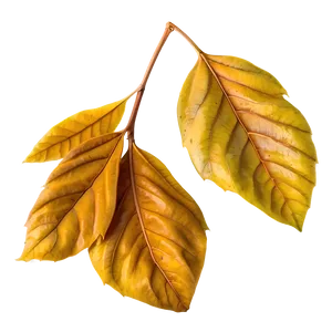 Isolated Fall Leaf Png 05252024 PNG image