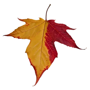 Isolated Fallen Leaf PNG 48 PNG