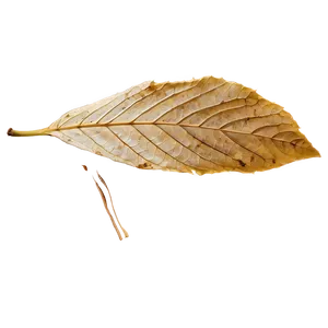 Isolated Fallen Leaf PNG Jqw58 PNG