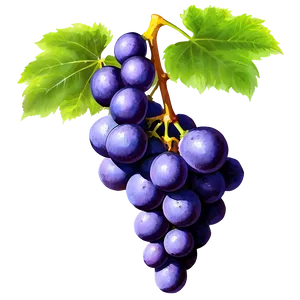 Isolated Grapes PNG 96 PNG