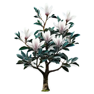 Isolated Magnolia Tree With Clear Sky PNG Lpu36 PNG