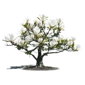 Isolated Magnolia Tree With Clear Sky PNG Ycy PNG