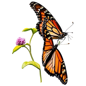 Isolated Monarch Butterflies PNG Gjm19 PNG