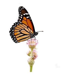 Isolated Monarch Butterfly Png Mqk33 PNG image