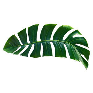 Isolated Monstera Leaf PNG 51