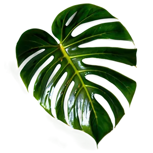 Isolated Monstera Leaf PNG 81