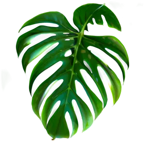 Isolated Monstera Leaf Png Hig26 PNG image