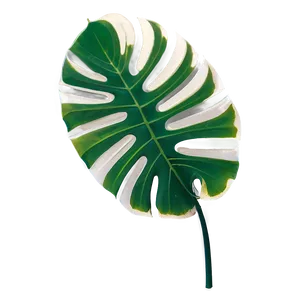 Isolated Monstera Leaf Png Jaq70 PNG image