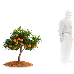 Isolated Orange Tree PNG 06132024 PNG