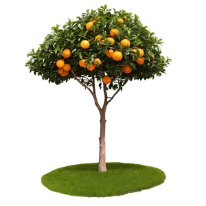 Isolated Orange Tree PNG 43