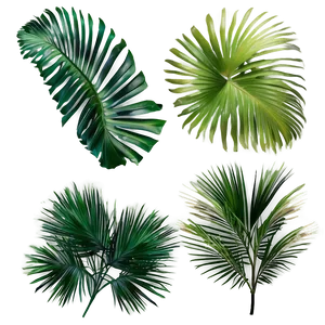 Isolated Palm Leaves PNG Nxj63