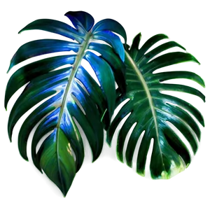 Isolated Palm Leaves PNG Xvk