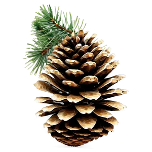 Isolated Pine Cone Png 06202024 PNG image