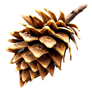 Isolated Pine Cone Png 95 PNG image