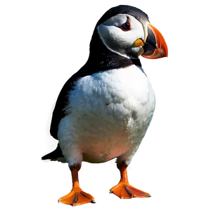 Isolated Puffin PNG 24