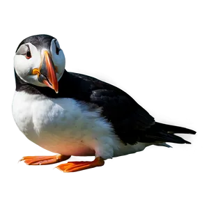 Isolated Puffin PNG Dyo