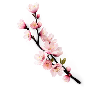 Isolated Sakura Flower PNG Ceu PNG