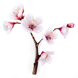 Isolated Sakura Flower PNG Lse53 PNG