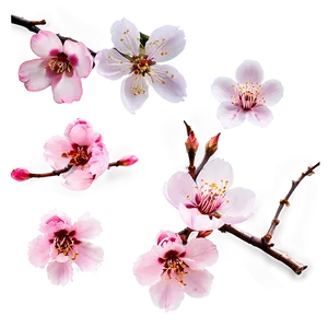 Isolated Sakura Flower PNG Wap PNG