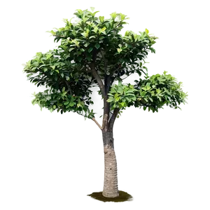 Isolated Small Tree Png 06132024 PNG image