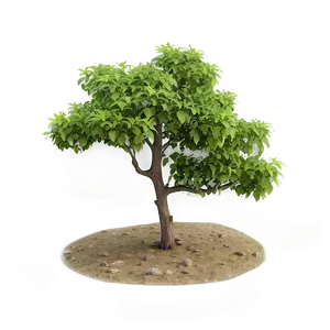 Isolated Small Tree Png 06132024 PNG image