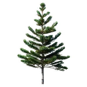 Isolated Spruce Tree On White PNG Eva