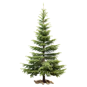 Isolated Spruce Tree On White PNG Xhn90 PNG