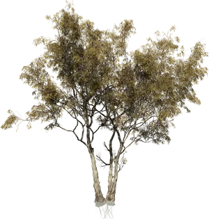 Isolated Treewith Exposed Roots