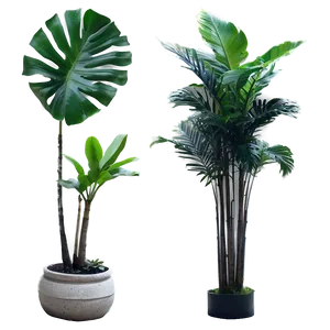 Isolated Tropical Plants Png 54 PNG image