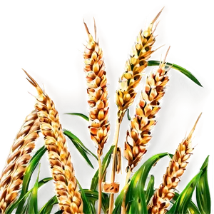 Isolated Wheat Field Close-up Png 31 PNG image